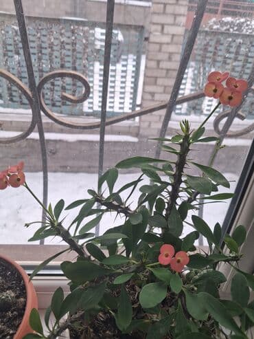 туя цена бишкек: Продаю цветы,цены на фото. Малачай на последнем фото-350сом Адрес:ж/м — 7