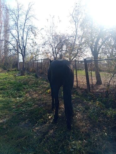 сколько стоит собака далматинец: Сатам | Байтал | Жумушка — 4