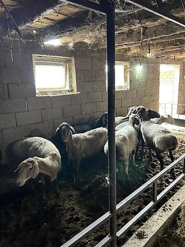 продается кашара: Продаю | Овца (самка), Баран (самец) | Для разведения | Кастрированные, Матка, Ярка — 2