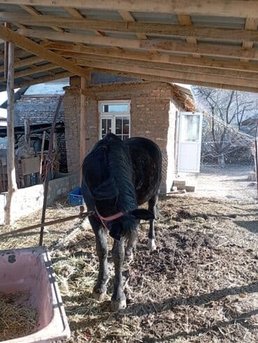 ит доберман: Продаю | Конь (самец) — 5