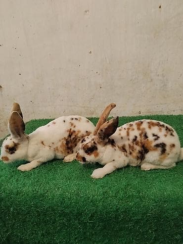 мультипу собака: Продаю | Крольчата — 2