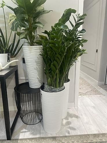 Үй жана бакча: Замиокулькас зензи по 7,8 кустов в одном горшке (Zamioculcas — 4
