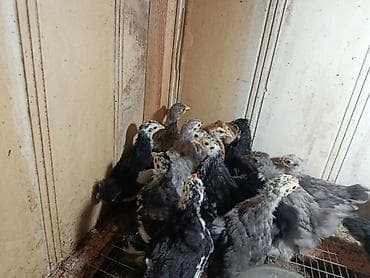 Продаю | Цыплята