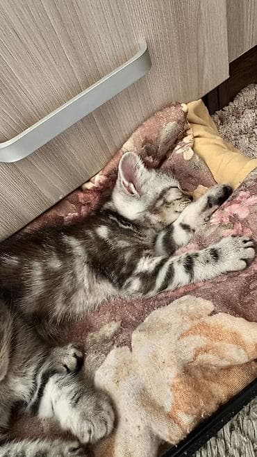 Кошки: Порода: шотландские котята (в помете есть вислоухий и прямоухий) — 7