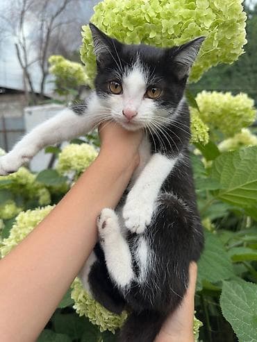 Животные: Беспородная, 2 месяца, Девочка, Приучена к лотку — 6