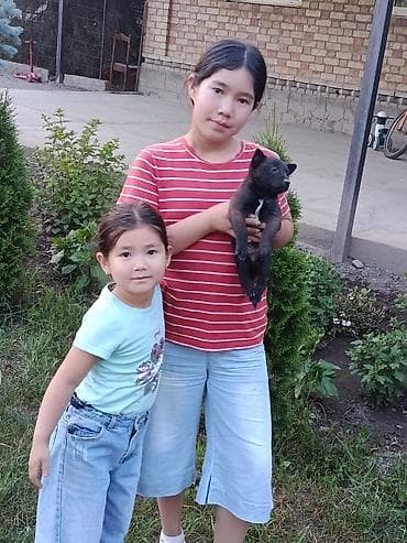 перепелки живые: Щенки черного окраса - Порода: Овчарка Бельгийская (щенки небольшого — 6