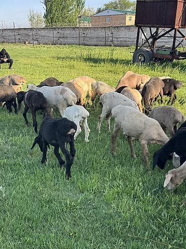 клетка для баранов: Продаю | Овца (самка), Ягненок, Баран (самец) | Гиссарская, Полукровка, Меринос | На забой, Для разведения, Для шерсти | Племенные, Кастрированные, Осеменитель — 5