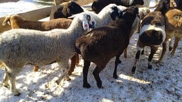 Айыл-чарба жаныбарлары: Сатам | Кочкор (эркек) | Аргын | Көбөйтүү үчүн | Бычылган — 4