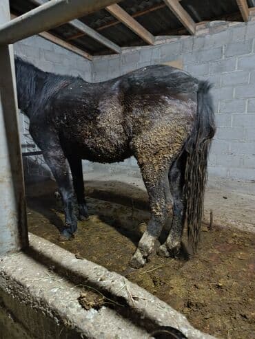 Продаю | Кобыла (самка)