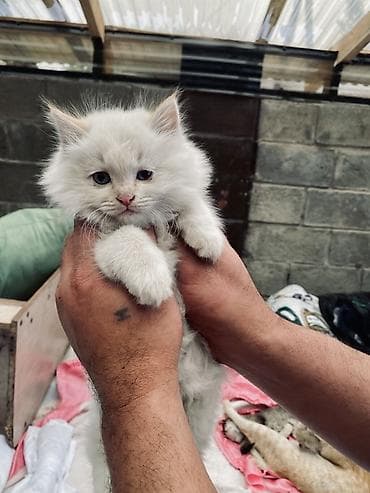 канадский сфинкс цена: 2 месяца, Девочка, Белый, Приучена к лотку — 1