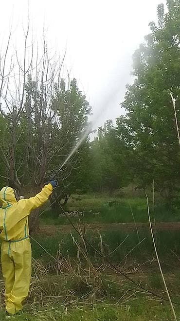 Дезинфекция, дезинсекция