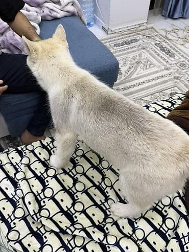 собака самоед: Щенок хаски - kyrgyz kennel club Порода: сибирский хаски - Окрас — 5