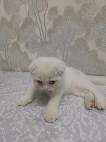 кошка талас: Британская короткошёрстная, 3 месяца, Мальчик — 5