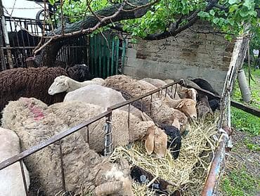 А/ч жаныбарларын сатам: Сатам | Ургаачы кой (ургаачы), Козу, Кочкор (эркек) | Союуга, Көбөйтүү үчүн — 5