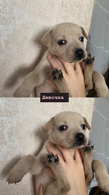 кошка котёнок: Щенки метисы, помет разнопёстрый: - Мальчик, коричнево-белый с тёмной — 5
