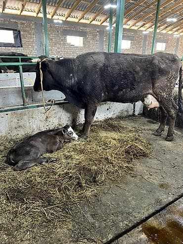 кукуруза семина: Продаю | Корова (самка) | Для молока | После отела — 4