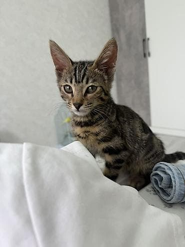 Котёнок тигрового окраса - Полосатый короткошёрстный котёнок с