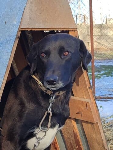 помои для собак: Молодой пёс в поиске семьи. Привезём сами — 2