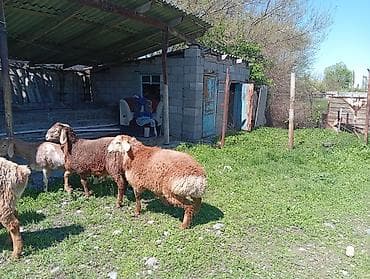 ош жапалак: Сатам | Ургаачы кой (ургаачы) | Көбөйтүү үчүн | Ургаачы — 4