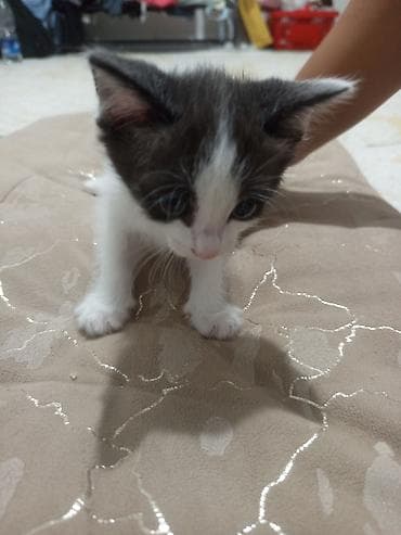 cane corso: Котята, домашние, ручные. На выбор несколько малышей: - Бело‑черный — 1