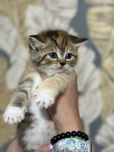 показы 1 354 72 договорная кошка даром британская короткошёрстная 1 год мальчик метис 2 позвонить написать: Британ кыска жүндүү, 1 айлык, Эркек, Алтын шиншилла, Лотокко барууга үйрөтүлгөн — 6