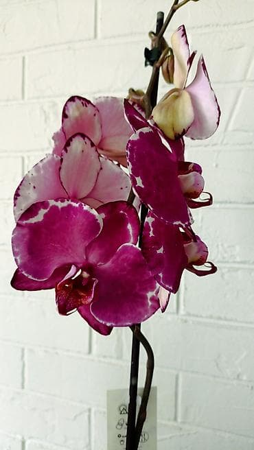 орхидея фото цена: Большой выбор сортовых орхидей, высота растений 70 см. цены от 1450 до — 7