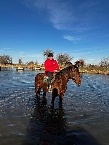 кой айдаган ит: Сатам | Байтал | Аргын | Жумушка — 4