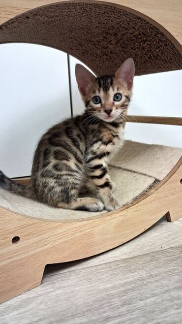 собака булдок: Бенгал, 2 айлык, Ургаачы, Лотокко барууга үйрөтүлгөн, Курттардан тазаланган, Документтери менен — 1