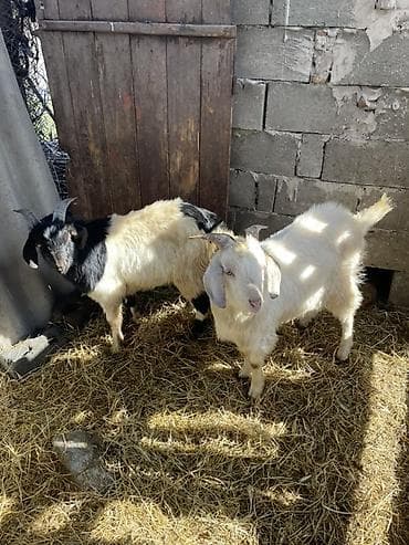купить жеребенка: Продаю | Козёл (самец), Коза (самка), Козлёнок | Для разведения | Осеменитель — 1