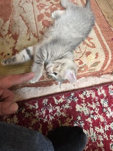 котята сфинкс: Отдам в хорошие руки Котята, помёт домашний. Несколько малышей разной — 1