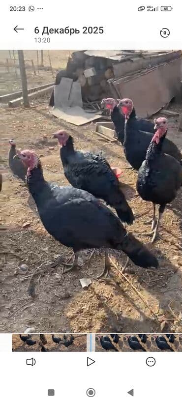 домашние попугаи корелла: Индюк сатылат корозу — 3