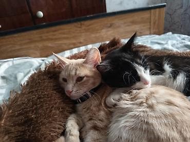 черная шотландская кошка: Кошка даром: Беспородная, 5 месяцев, Девочка, Приучена к лотку, Проглистована — 3