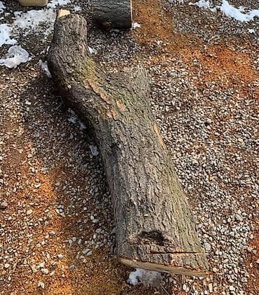 Тактайлар: Өрүк бак Описание: - Порода: лиственные породы (визуально — 1