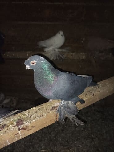 сх животные и товары: Продаю голубей все вольные есть и закрытые на продажу есть и самцы и — 1