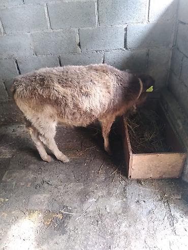 яйца куриные: Продаю | Бык (самец), Музоо, торпок | На откорм | Привязанные — 1