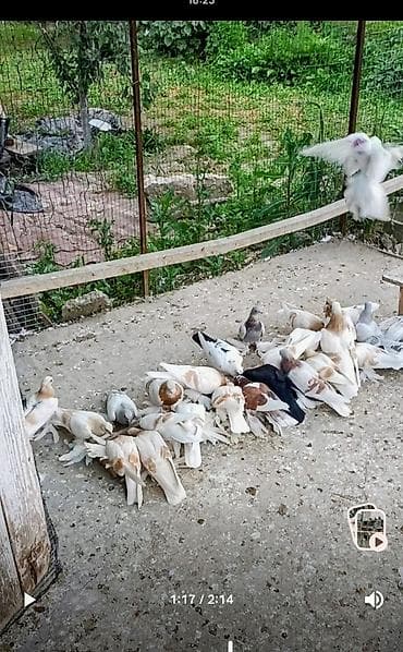 продам курей: Продаю голубей, можно оптом, голуби с игрой многие с гребляй,есть — 3