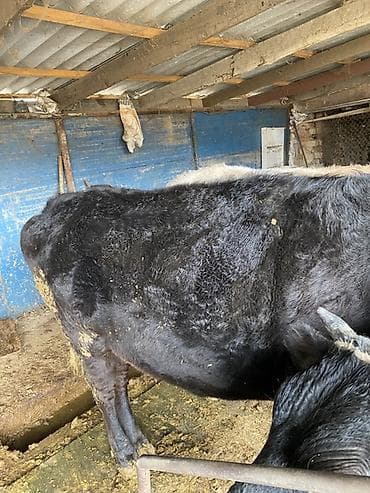 корова алатау: Продаю | Корова (самка) | На забой, На откорм — 4