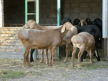 сколько стоит французский бульдог: Продаю | Овца (самка) | Арашан | Для разведения | Племенные, Котные, Матка — 6
