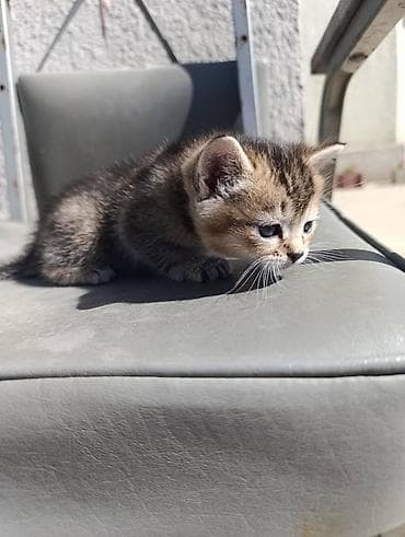 с теленком: 🐾 Шотландские прямоухие (Скотиш Стрейт) котята — нежные комочки — 2