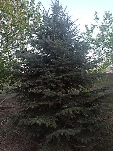 Ель голубая (Picea pungens), взрослое декоративное дерево. - at lalafo.kg Ель голубая (Picea pungens), взрослое декоративное дерево. -