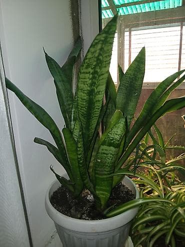 Диффенбахии: Акция, акция. Большой выбор Сансиеверии от 200 сомов до 1000 сомов — 4