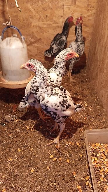 щенки алабай цена: Продаю | Цыплята | Для разведения — 3