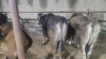 телка корова: Продаю | Корова (самка), Тёлка — 9