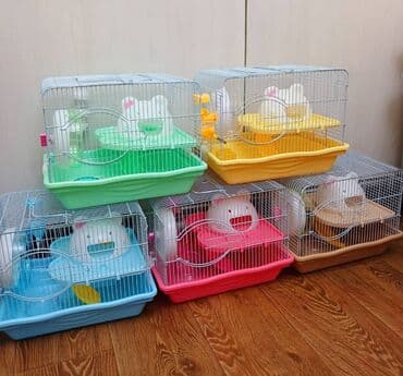 Ламинат: Продаю джунгарских и сирийских хомячков,а так же — 4