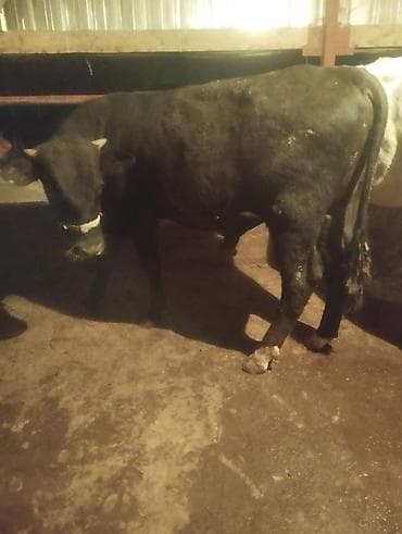 ангуз бука: Продаю | Бык (самец) | Полукровка | На откорм | Привязанные — 2