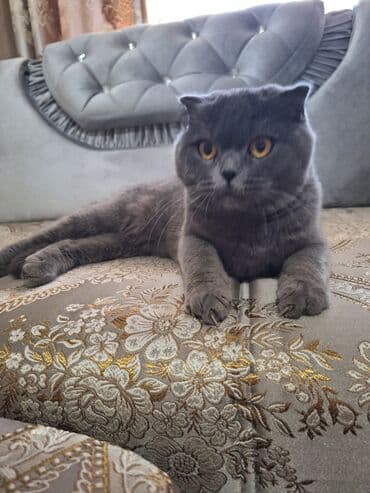 в связи с переездом отдам попугая жако в добрые руки: Шотландская вислоухая кошка (Scottish Fold) Девочка молодая,рожала 1 — 28