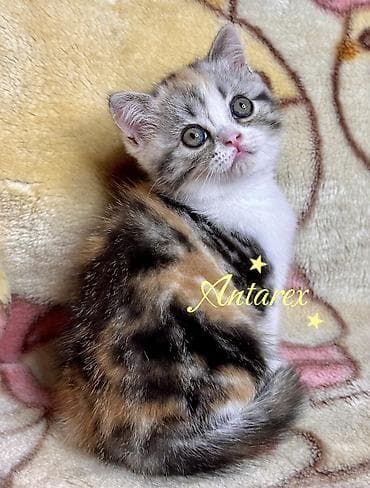 scottish fold: Скоттиш-страйт. Настоящие шотландские котята. Родители из России и — 3