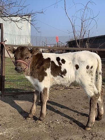 А/ч жаныбарлары үчүн тоюттар: Сатам | Музоо | Бордоп семиртүү үчүн — 1