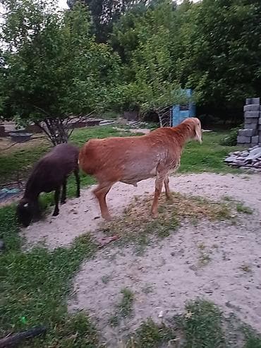 Продаю | Баран (самец) | Эдильбаевская | Для разведения | Племенные — 2