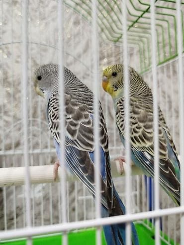 Продаются попугаи 🐦 Весёлые, ручные и общительные — быстро